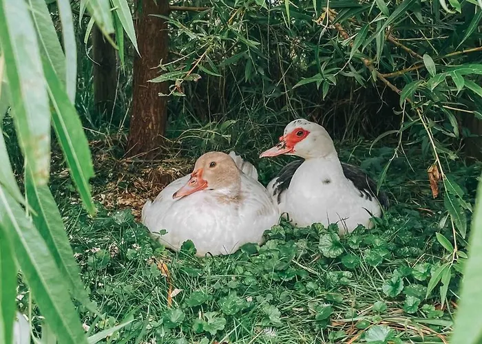 Unikt Skipperhus Med Honer I Hagen Hvaler